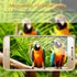 Microsonic Samsung Galaxy C5 Temperli Cam Ekran koruyucu film 3